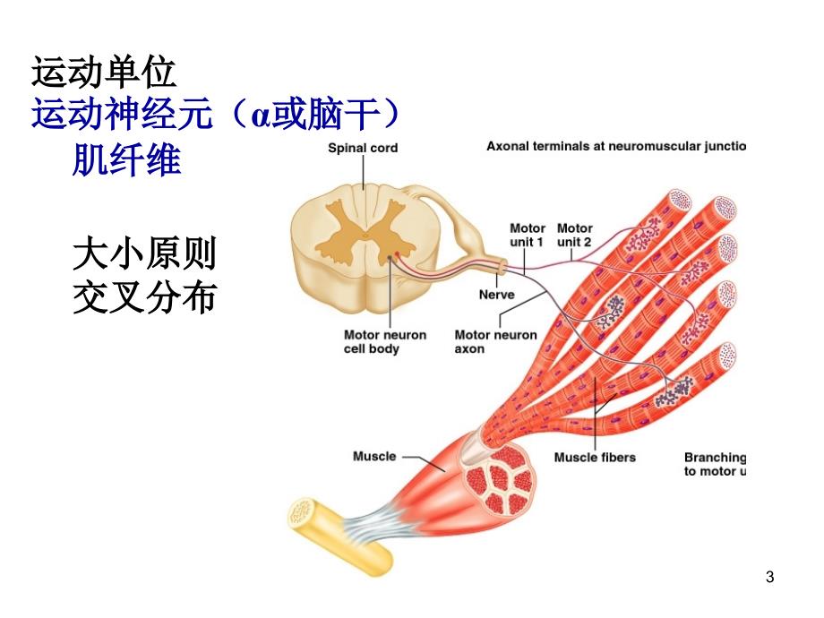 神经系统对躯体运动的调节_第3页