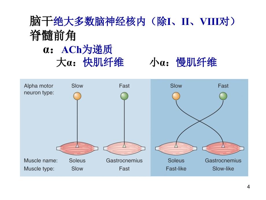 神经系统对躯体运动的调节_第4页