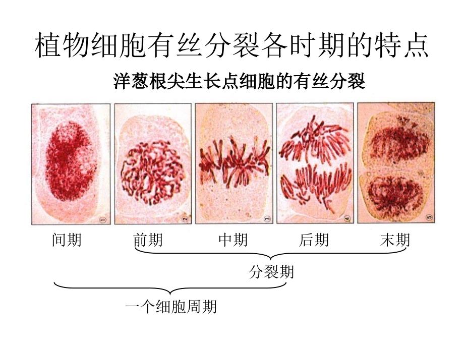 上课用减数分裂课件_第1页