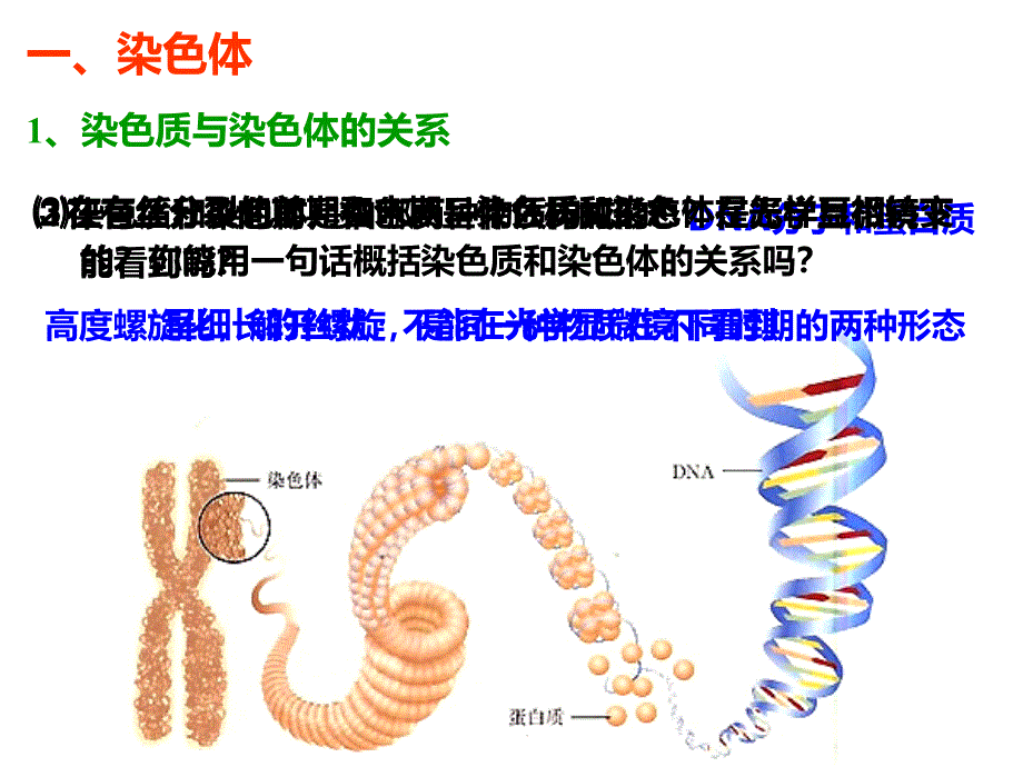 上课用减数分裂课件_第2页