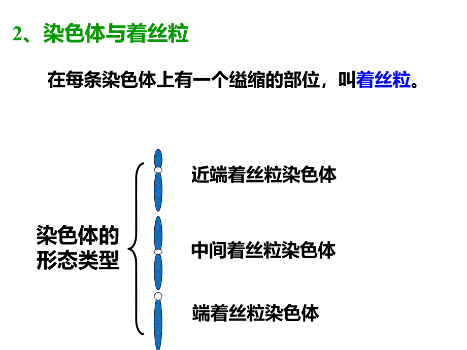 上课用减数分裂课件_第3页