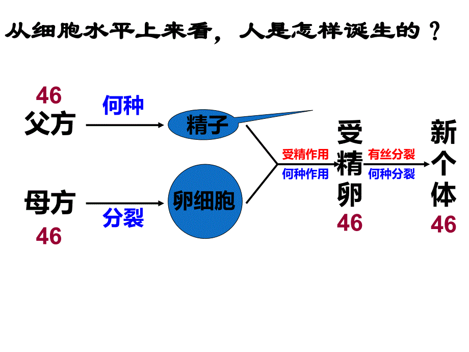 上课用减数分裂课件_第4页