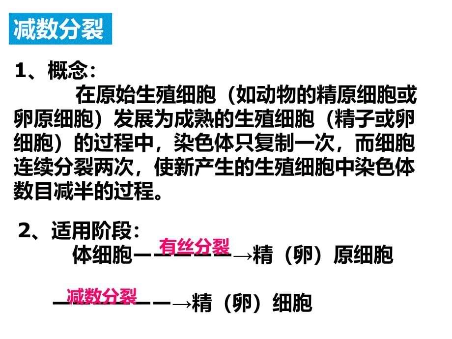 上课用减数分裂课件_第5页