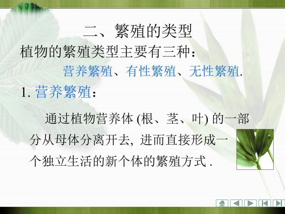 植物学课件：第四章 被子植物生殖器官的形态、结构和功能_第5页