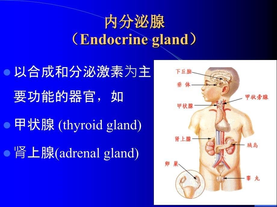 内分泌学总论修改版-文档资料课件_第5页