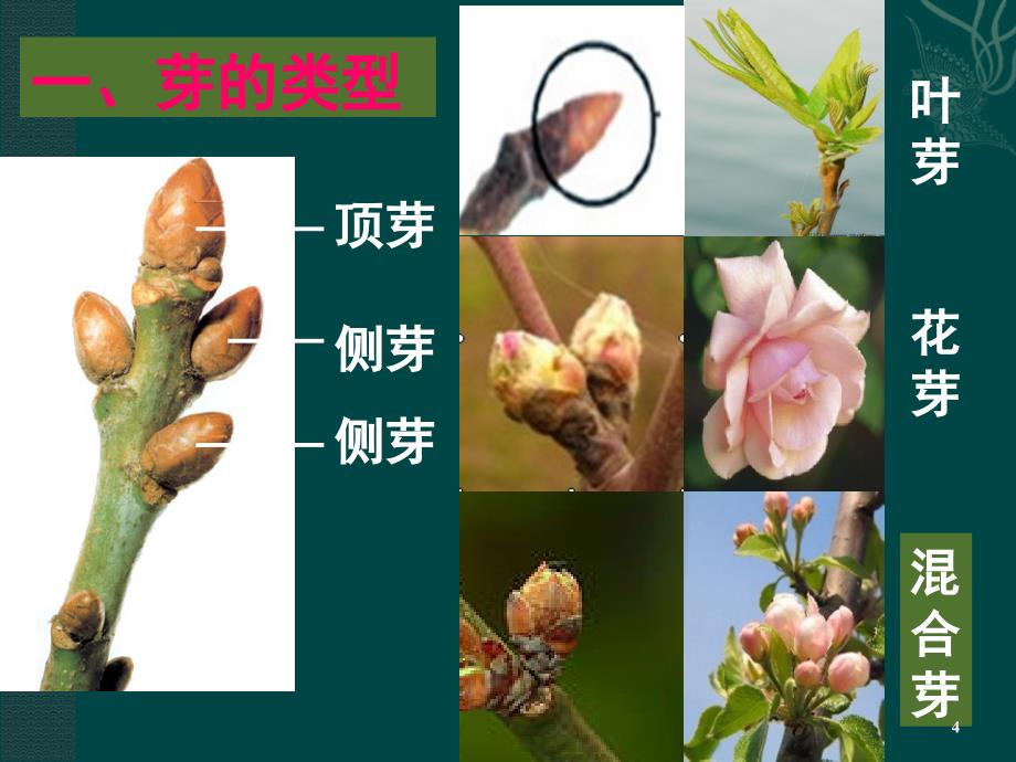 芽的发育PPT课件_第4页