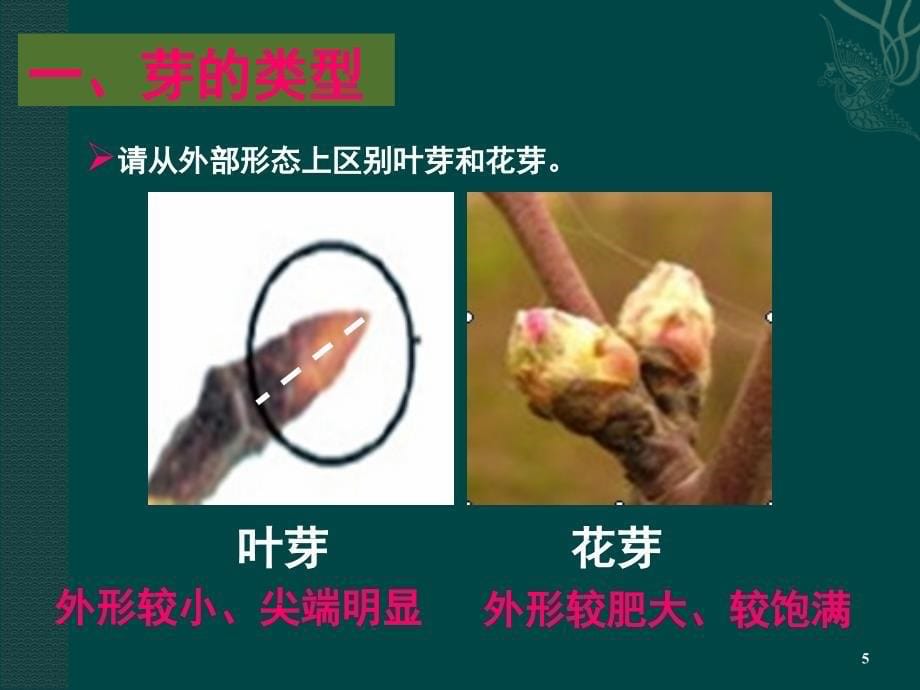 芽的发育PPT课件_第5页