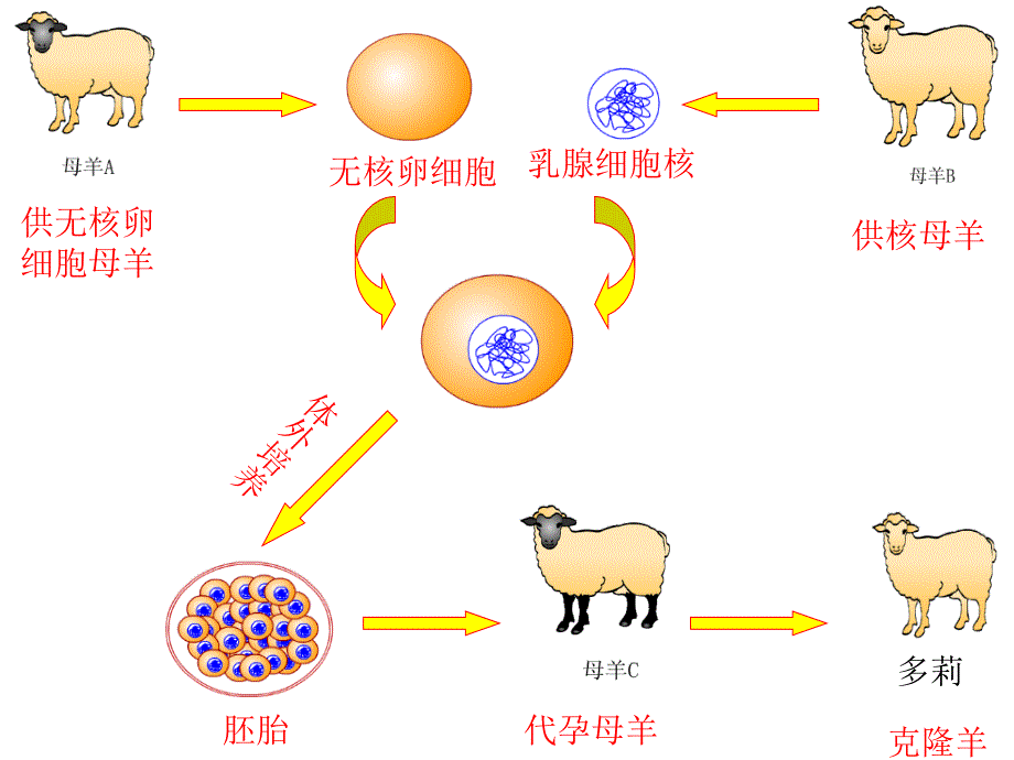 科学&#183;技术&#183;社会　克隆哺乳动物 (2)_第1页