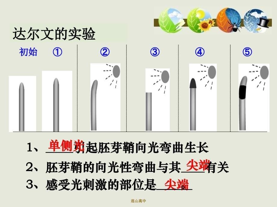 3.1植物生长素的发现课件李东勇_第5页