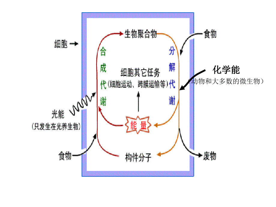 bk第5章生物氧化_第2页