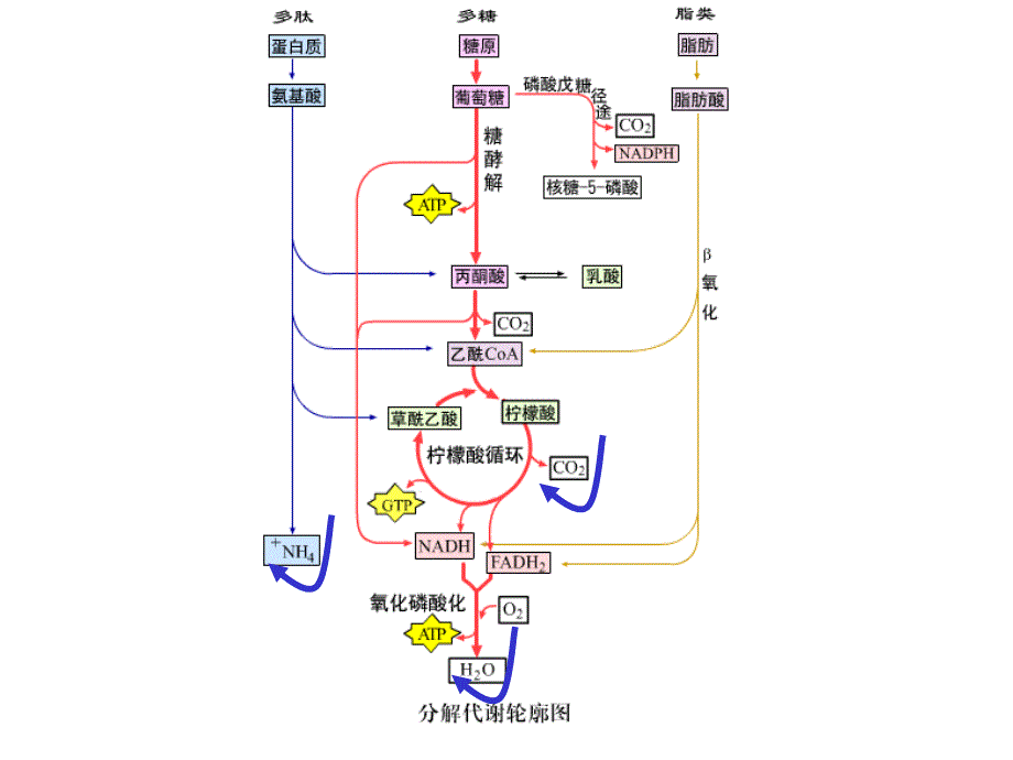 bk第5章生物氧化_第3页