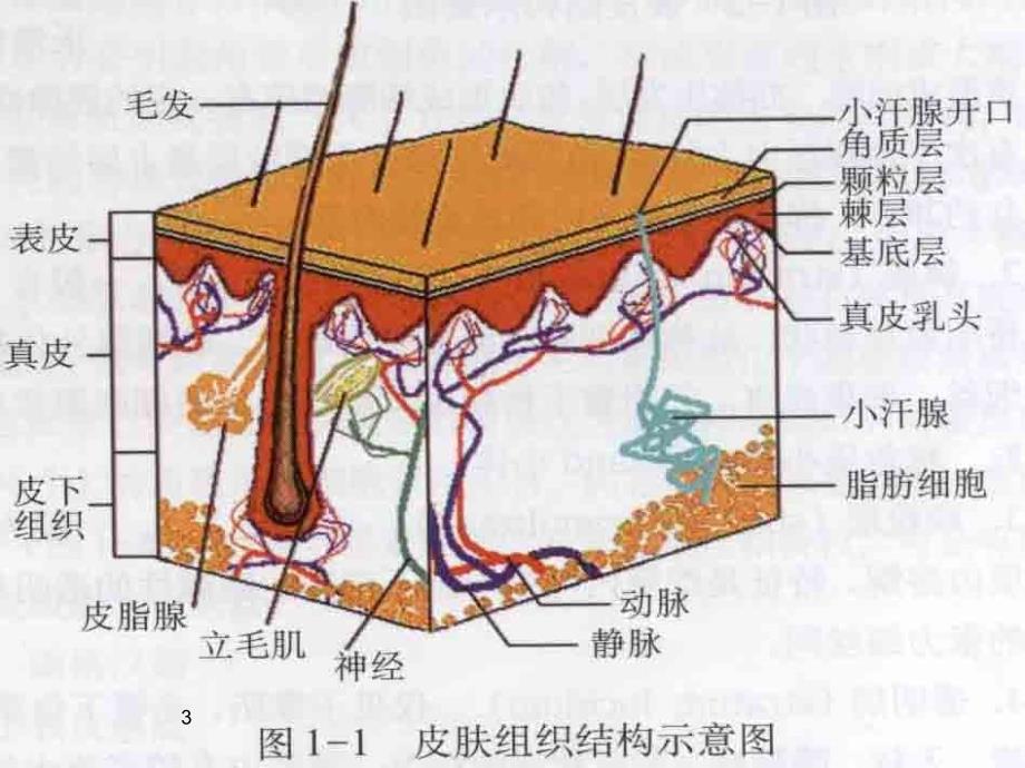 推荐精选皮肤的解剖和组织结构_第3页