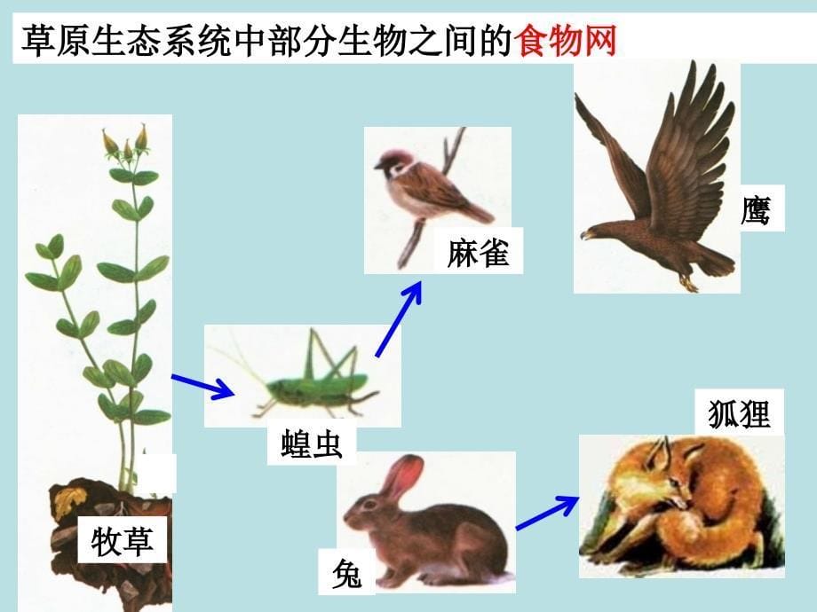 人教版初中生物课标版八年级上册第五单元第三章动物在生物圈中的作用共21.ppt_第5页