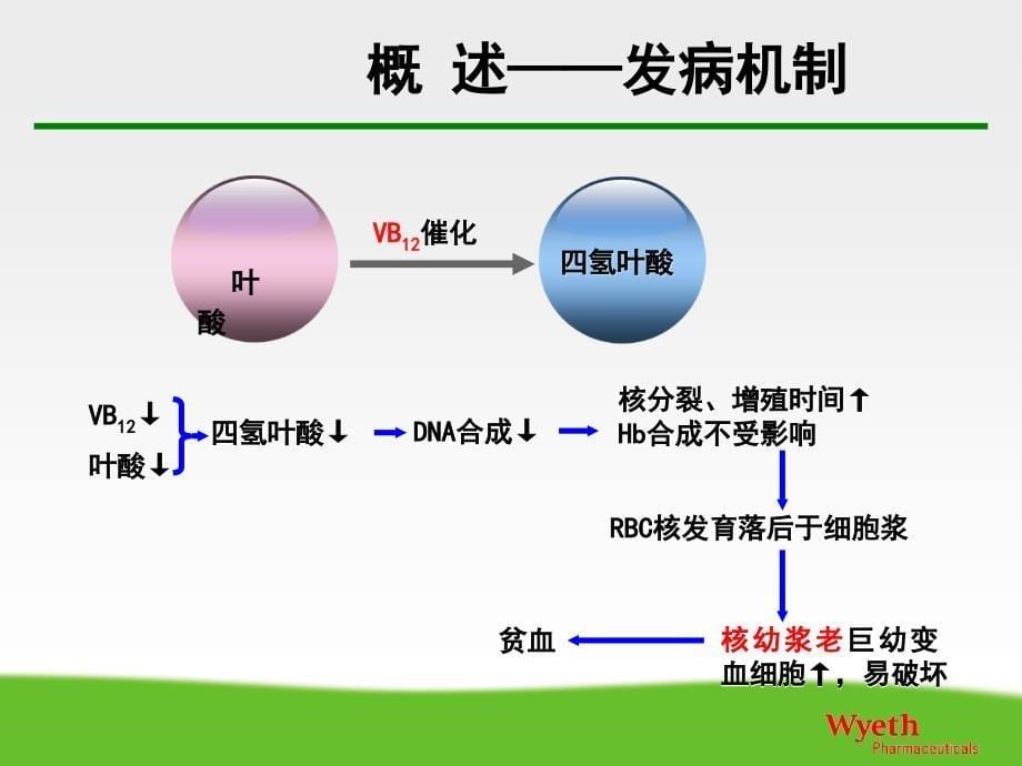 血液学检验巨幼细胞性贫血PPT课件_第5页