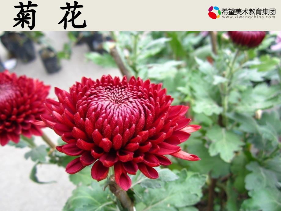 创意手工课件：13.菊花_第1页