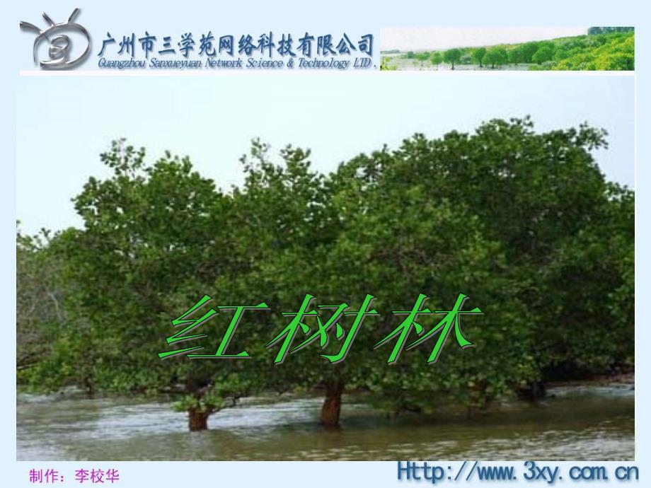 BSDYW05010203红树林课件_第2页