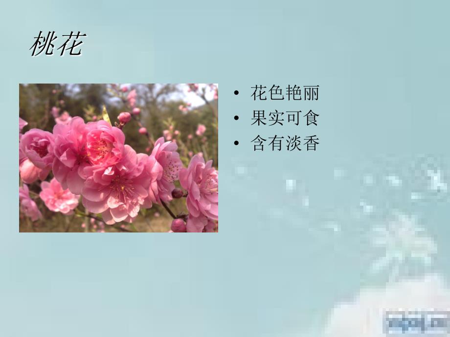 古诗二首-梅花-北京版.ppt_第4页