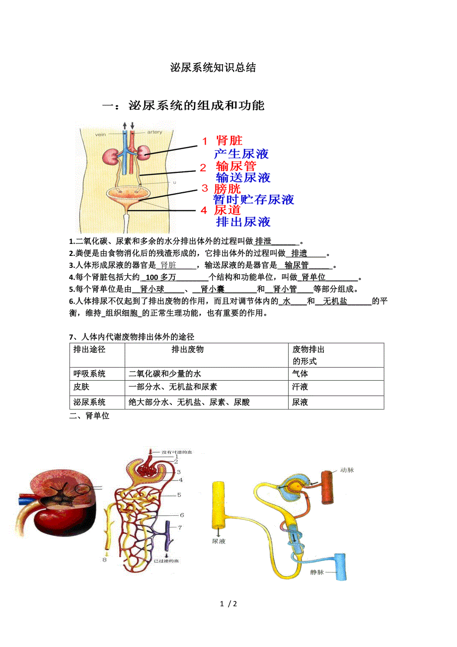 肾脏知识点总结_第1页