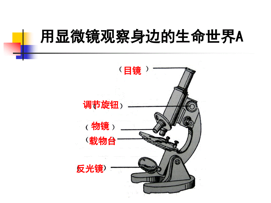 用显微镜观察身边的生命世界_第3页