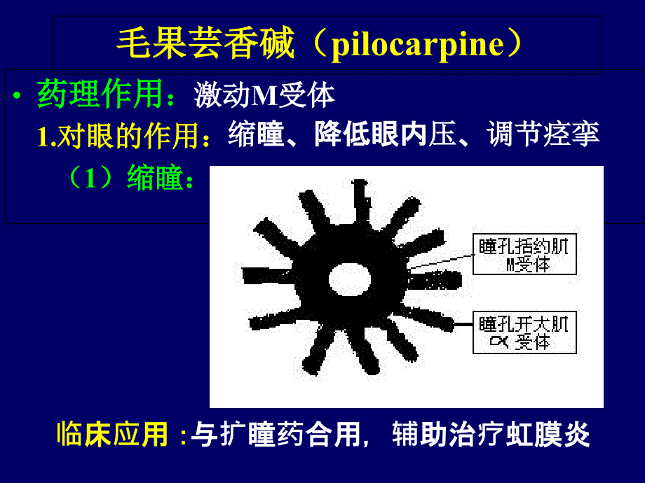 6.胆碱受体激动药和作用于胆碱酯酶药_第3页