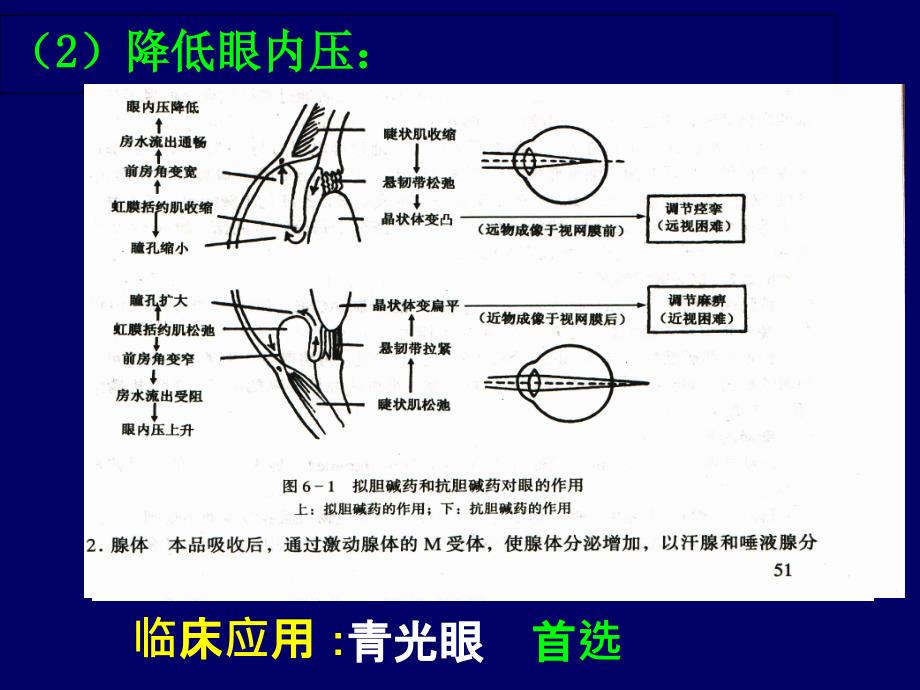 6.胆碱受体激动药和作用于胆碱酯酶药_第4页