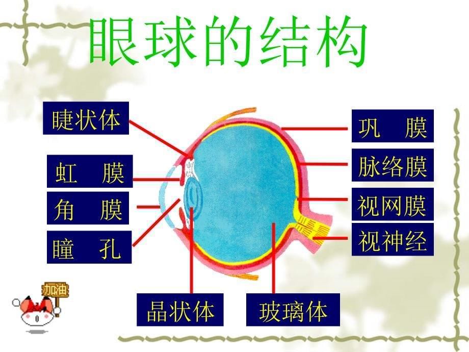 《人体对外界环境的感知》PPT课件_第5页