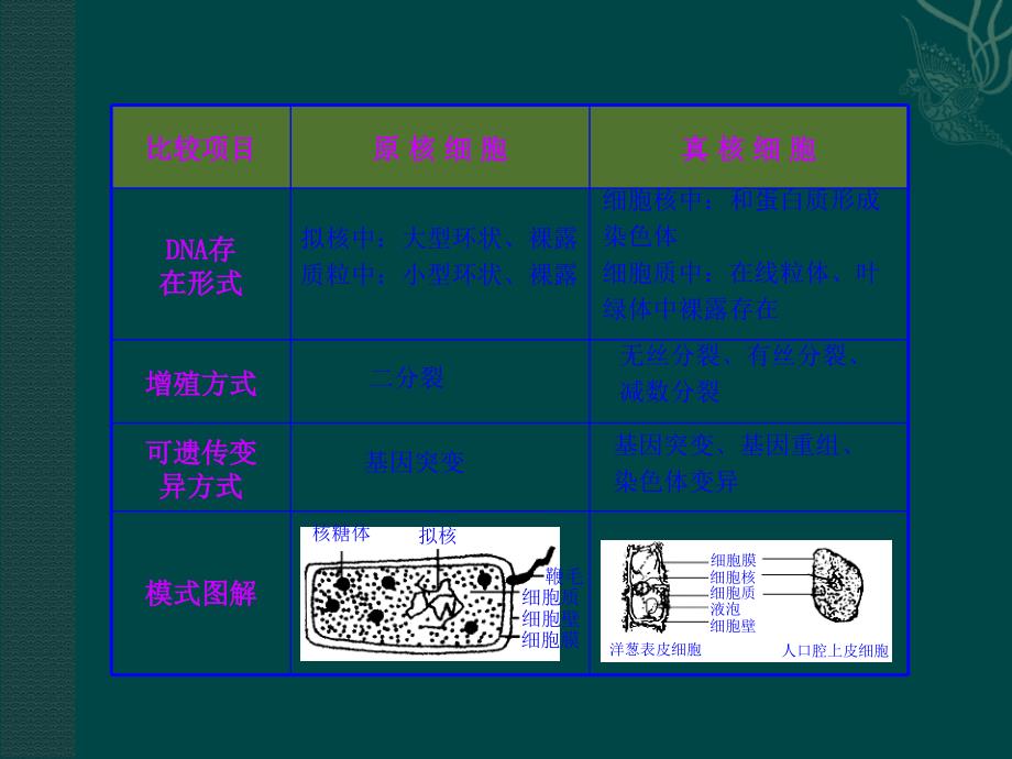 原核细胞和真核细胞的区别_第2页