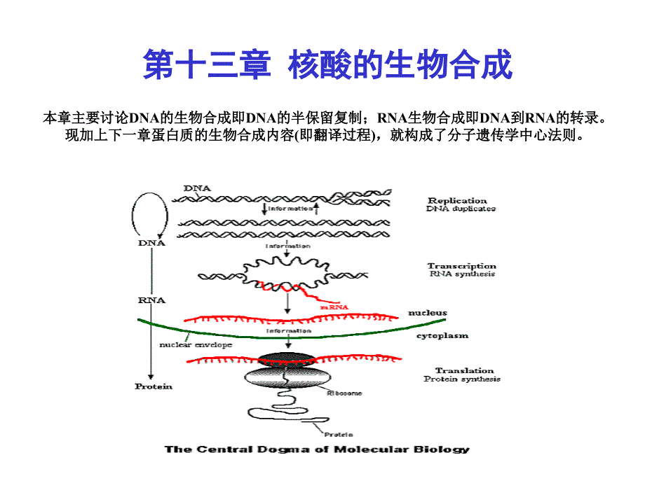 本章主要讨论DNA的生物合成即DNA的半保留复制RNA_第1页