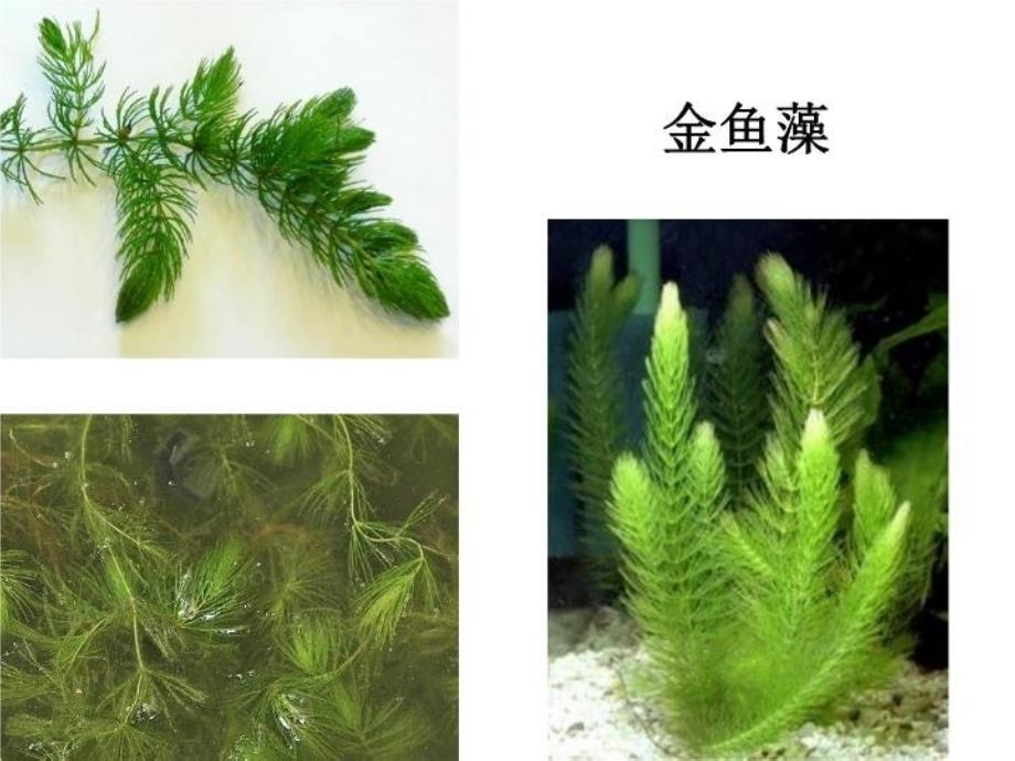 三上一4观察水生植物_第4页