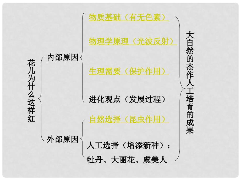 甘肃省张掖市第六中学八年级语文上册 花儿为什么这样红课件 北师大版_第4页