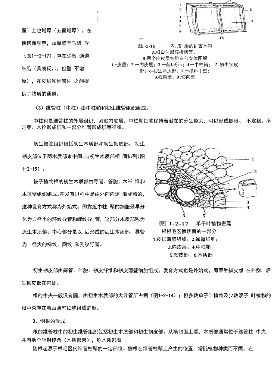 植物的营养器官——根_第2页