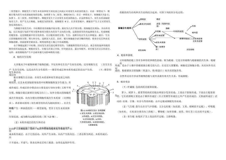 植物的营养器官——根_第3页