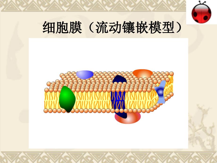 物质跨膜运输的方式.讲ppt_第3页