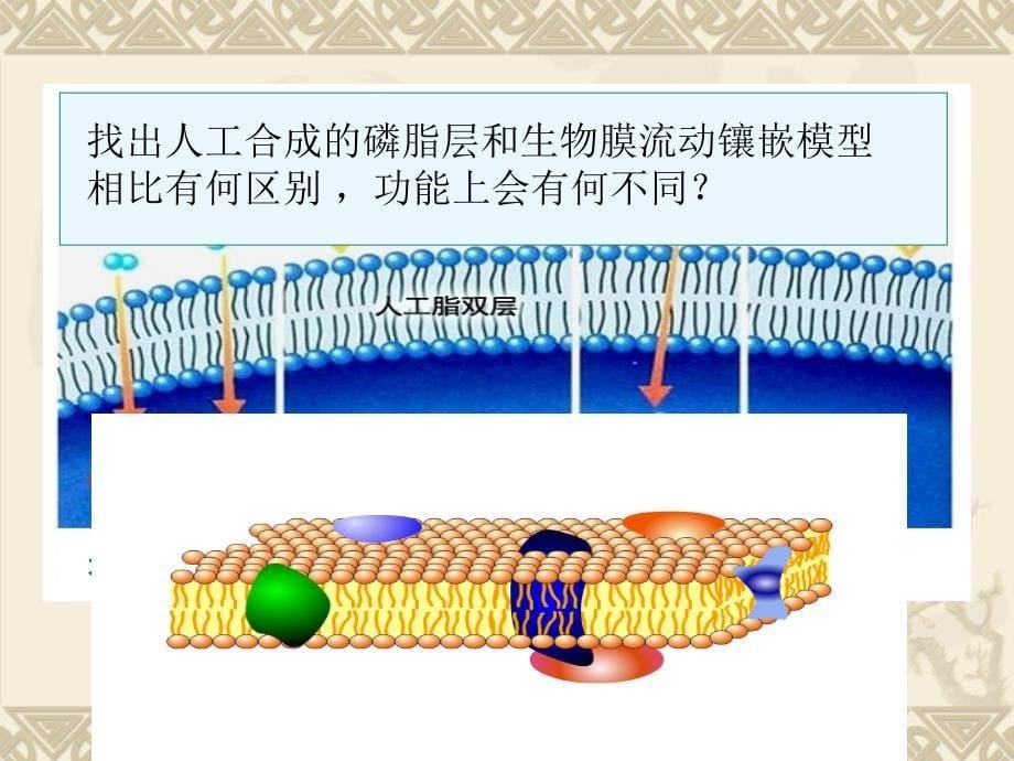 物质跨膜运输的方式.讲ppt_第5页