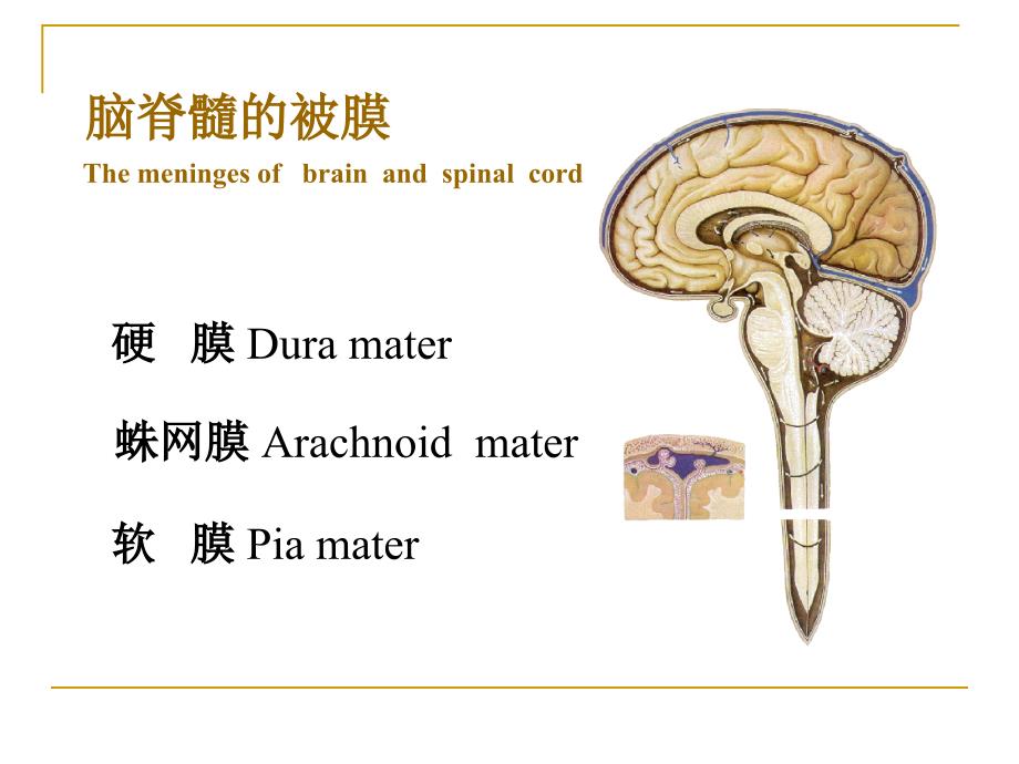 脑膜脑血管与脑脊液_第2页