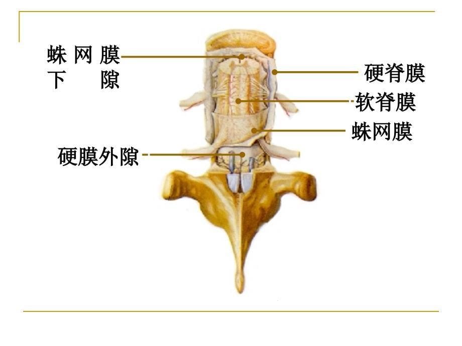 脑膜脑血管与脑脊液_第5页