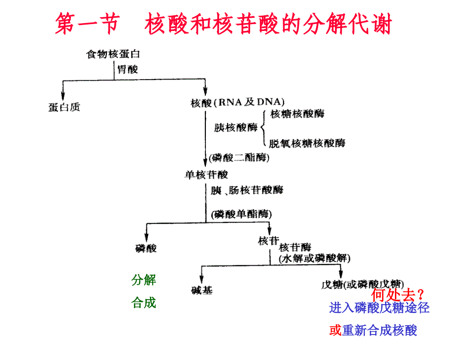 核酸的降解和核苷酸代谢_第3页