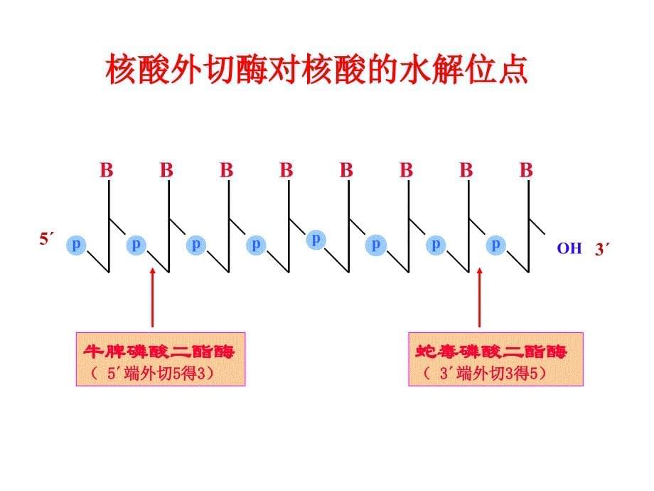 核酸的降解和核苷酸代谢_第5页