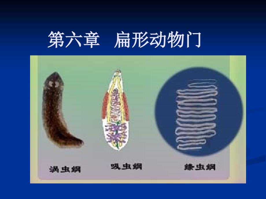 第六章扁形动物门_第1页