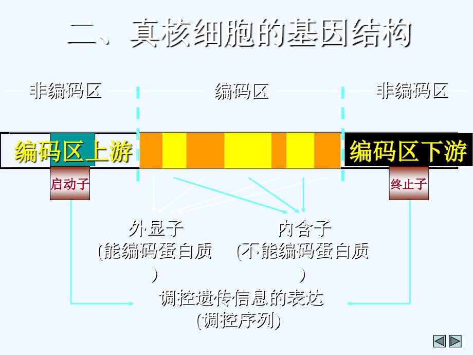 基因工程的基本操作程序ppt课件_第3页