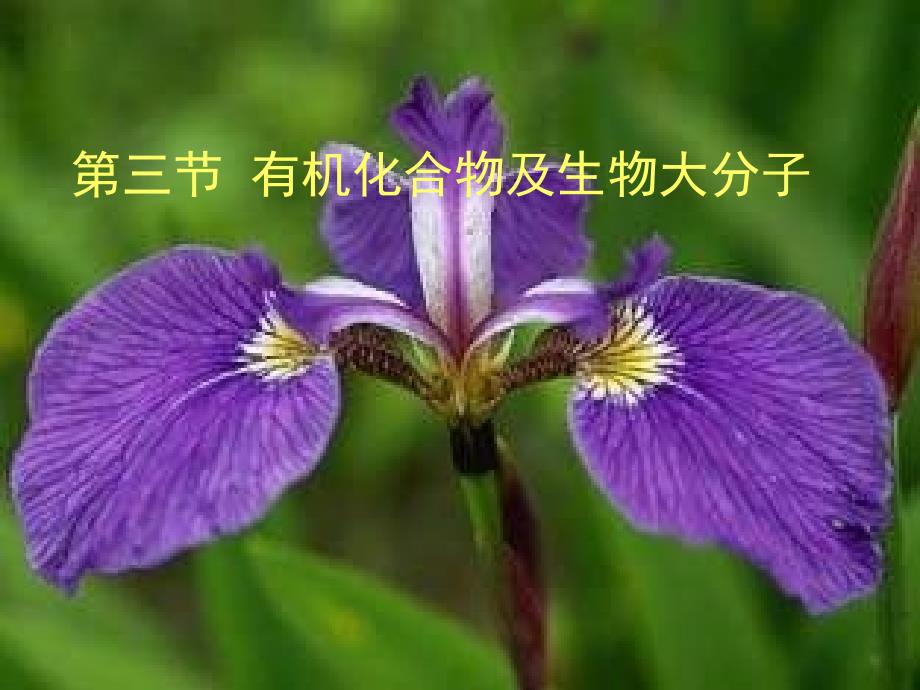 生物11.3有机化合物及生物大分子蛋白质和脂质课件浙科版必修1_第1页