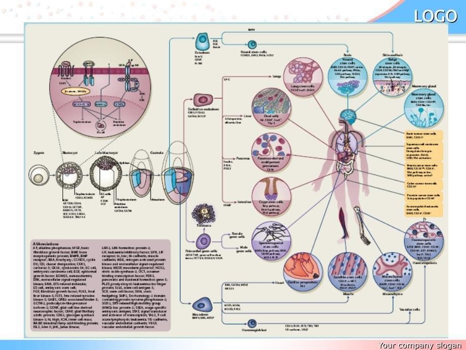 干细胞研究及其临床应用.ppt_第5页