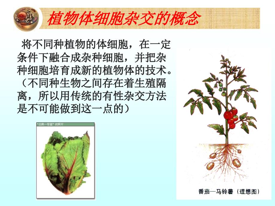 植物细胞工程公开课课件_第3页