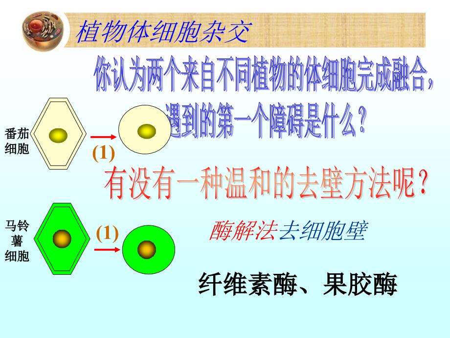 植物细胞工程公开课课件_第4页