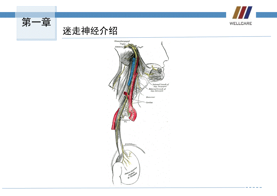 迷走神经与交感神经_第3页