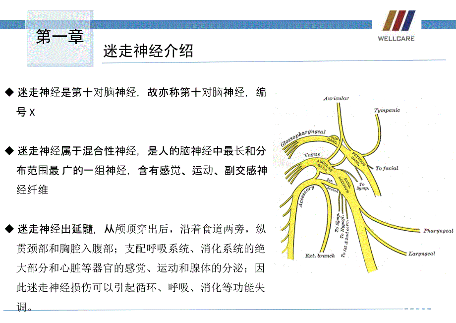 迷走神经与交感神经_第4页