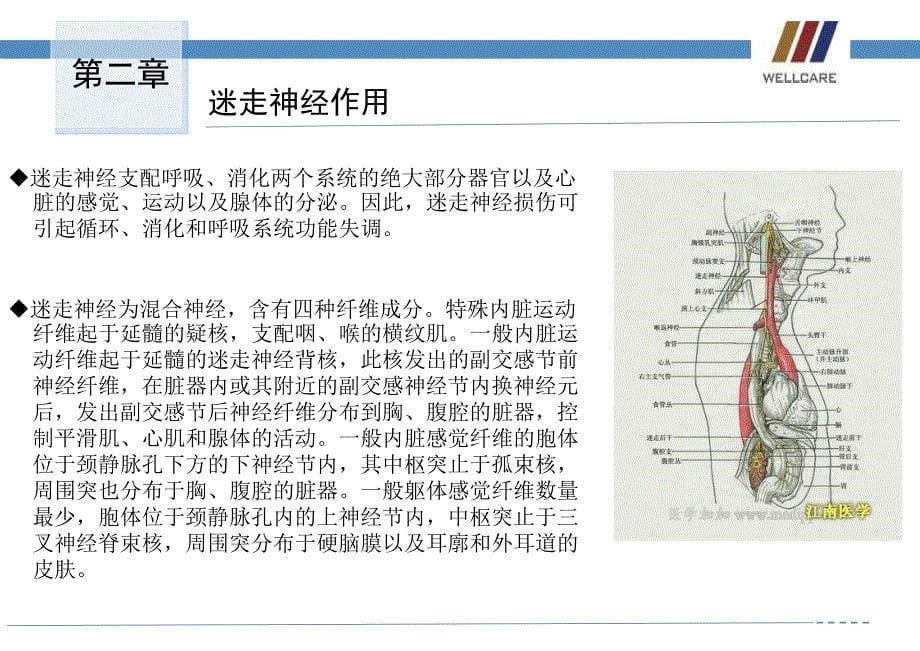 迷走神经与交感神经_第5页