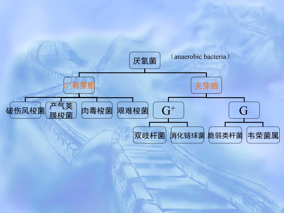 病原生物与免疫学基础第五章常见病原菌第四节厌氧性课件_第3页