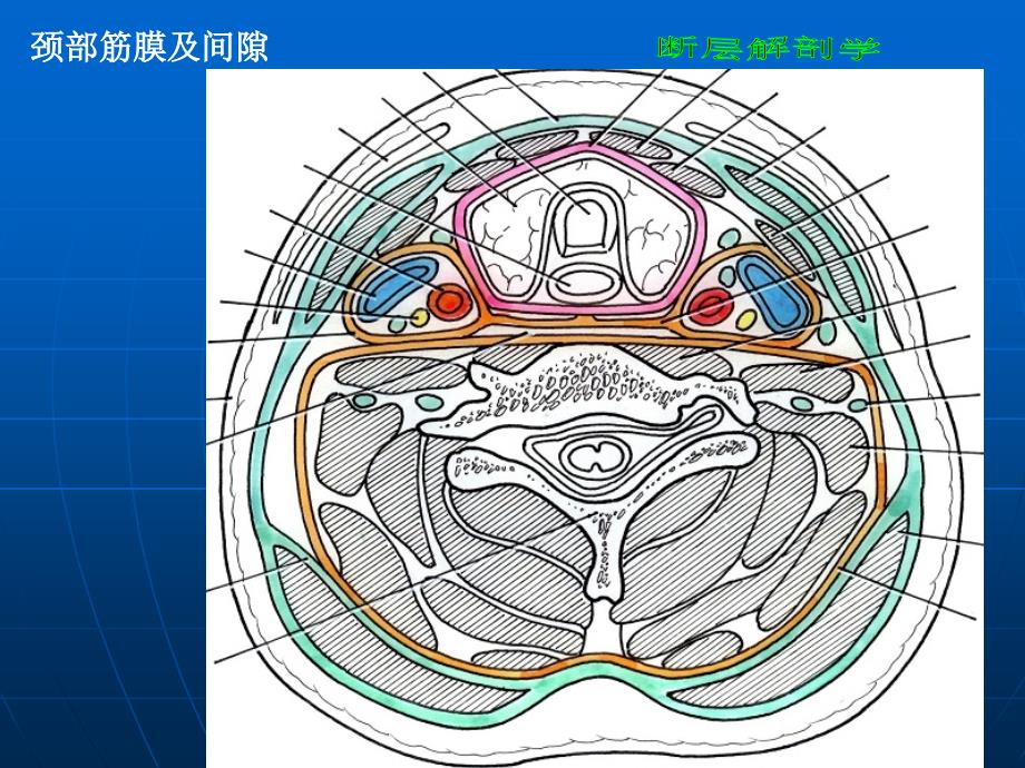 断层解剖学颈部ppt课件_第2页