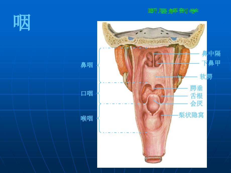 断层解剖学颈部ppt课件_第4页